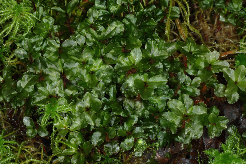 Rhizomnium appalachianum